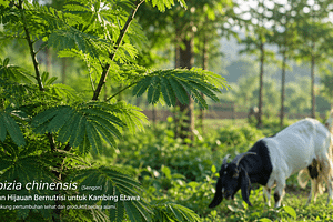 lush green Albizia chinensis (sengon)