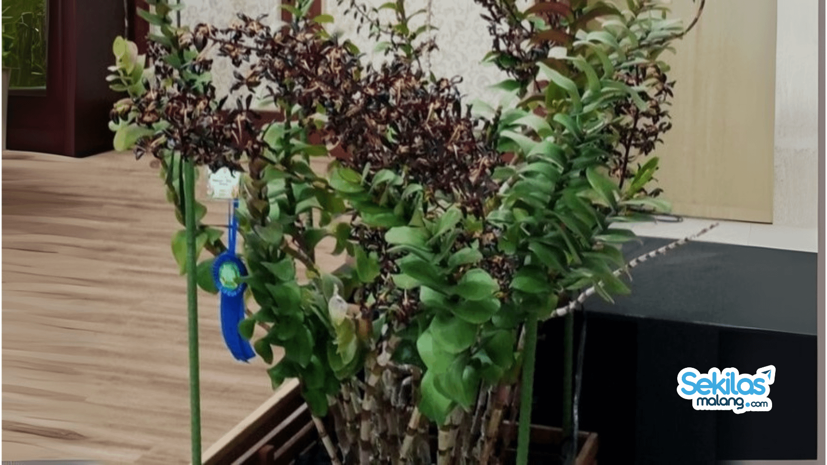 Anggrek hasil hibrida dari jenis dendrobium asal Kota Batu